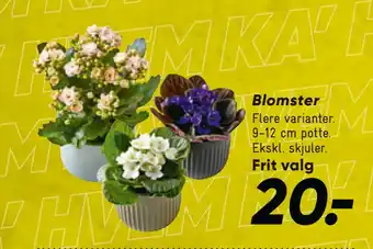 Bilka Blomster tilbud