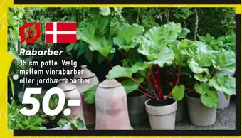 Bilka Rabarber tilbud