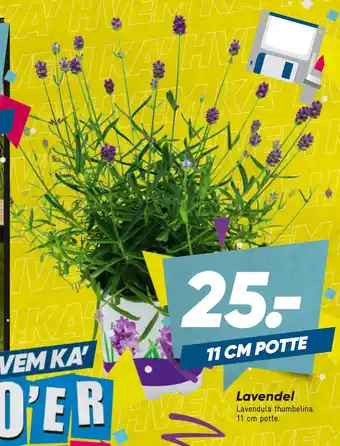 Bilka Lavendel tilbud