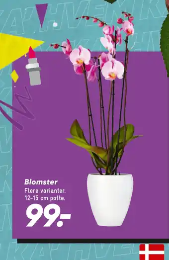 Bilka Blomster tilbud