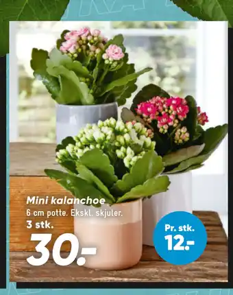 Bilka Mini kalanchoe tilbud