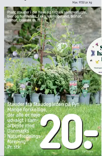 REMA 1000 Stauder fra Staudegården på Fyn Mange forskellige, der alle er nøje udvalgt i samarbejde med Danmarks Naturfredningsforening tilbud