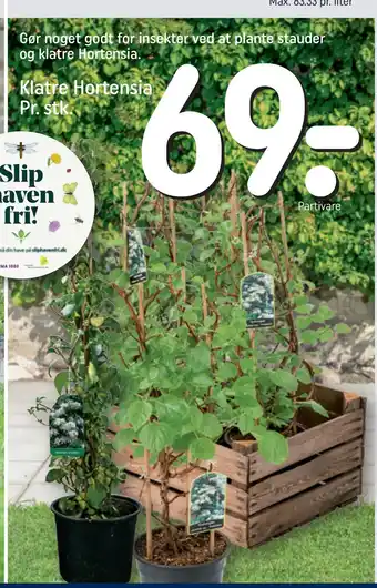 REMA 1000 Klatre Hortensia Pr. stk tilbud