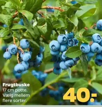 Netto Frugtbuske tilbud