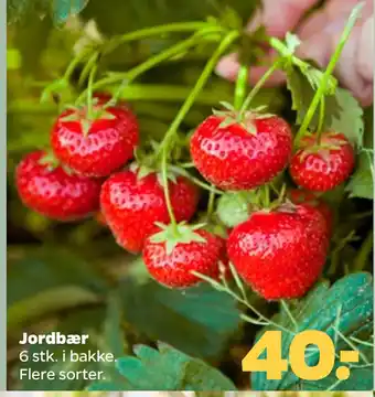 Jordbær