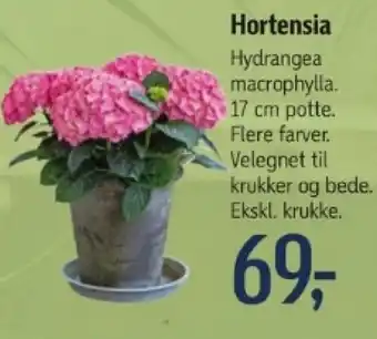 Føtex Hortensia tilbud