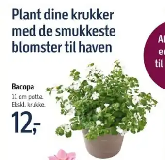 Føtex Plant dine krukker med de smukkeste blomster til haven tilbud