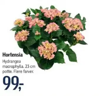 Føtex Hortensia tilbud