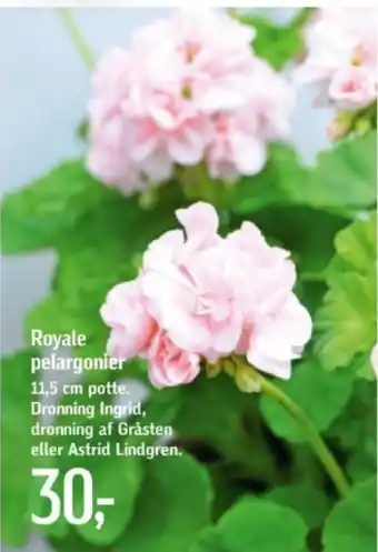 Føtex Royale pelargonier tilbud