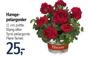 Hænge- pelargonier