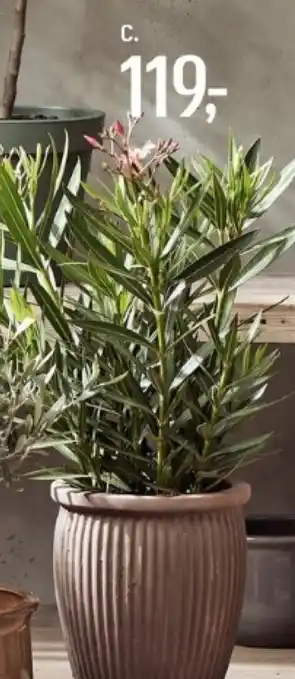 Nerie Nerium oleander