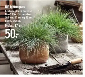 Blå bjørnegræs