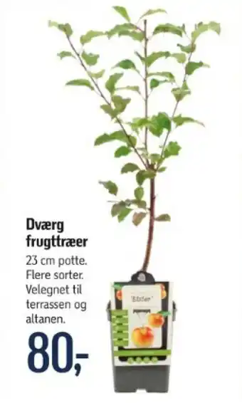 Dværg frugttræer