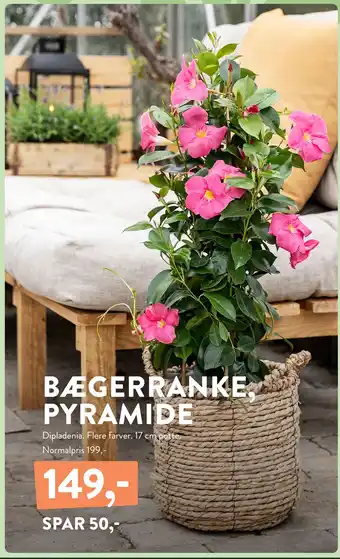 Plantorama BÆGERRANKE, PYRAMIDE tilbud