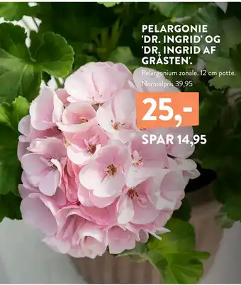 PELARGONIE 'DR. INGRID' OG 'DR. INGRID AF GRÅSTEN'