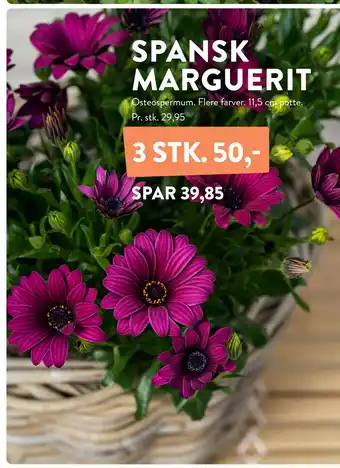 Plantorama SPANSK MARGUERIT tilbud