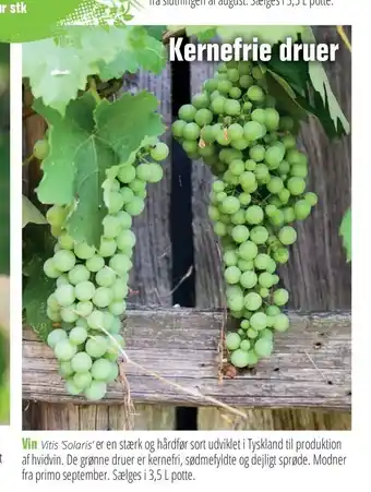 Vin