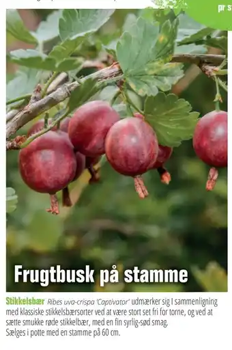 Stikkelsbær