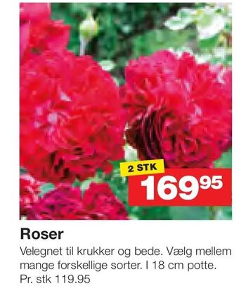Bauhaus Roser tilbud