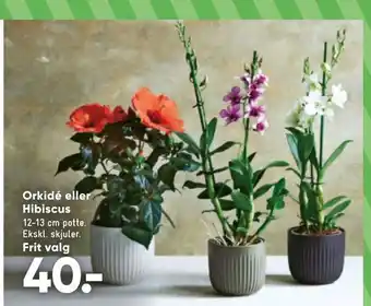Bilka Orkidé eller Hibiscus tilbud