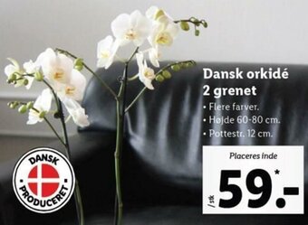 Lidl Dansk Orkidé 2-Grenet tilbud