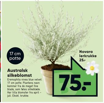 Australsk silkeblomst