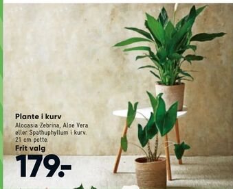 Plante i kurv
