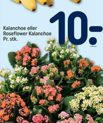 Kalanchoe eller Roseflower Kalanchoe