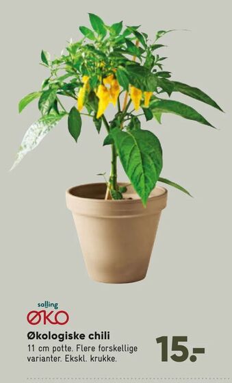 Økologiske chili