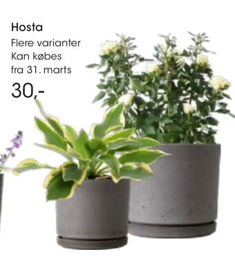 Hosta