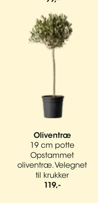 Bilka Oliventræ tilbud