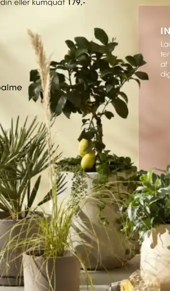 Bilka Citrustræ. Vælg mellem citron, calamondin eller kumquat tilbud