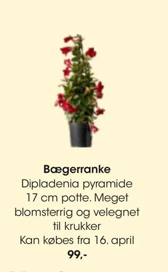 Bilka Bægerranke tilbud