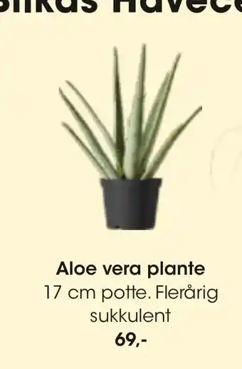 Aloe vera plante