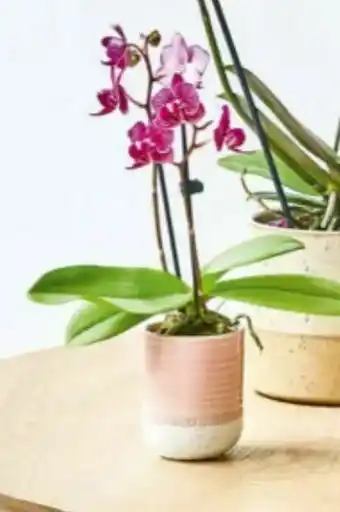 Bilka Orkidé i skjuler 6 cm potte tilbud
