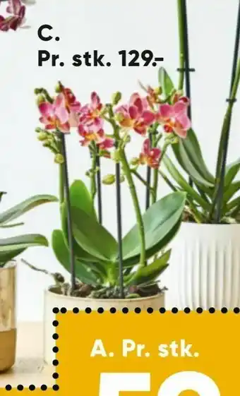 Bilka Mutiflowering Orkidé 12 cm potte. tilbud