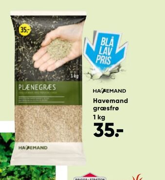Havemand græsfrø