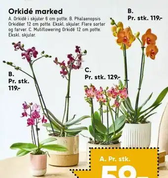 Bilka Phalaenopsis Orkidéer 12 cm potte tilbud