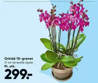 Bilka Orkidé 10-grenet tilbud