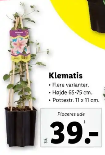 Lidl Klematis tilbud