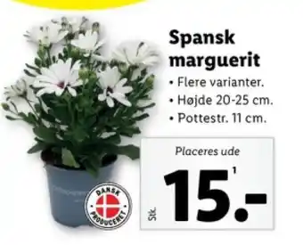 Lidl Spansk marguerit tilbud