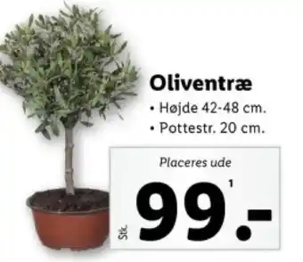 Lidl Oliventræ tilbud