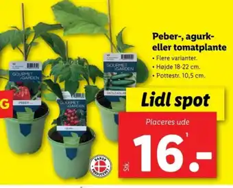 Lidl Peber-, agurk- eller tomatplante tilbud