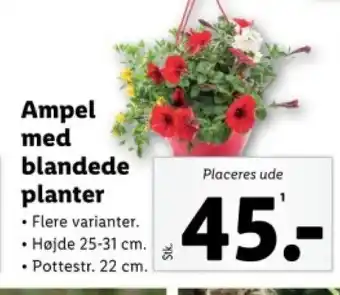 Lidl Ampel med blandede planter tilbud