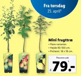 Lidl Mini frugttræ tilbud