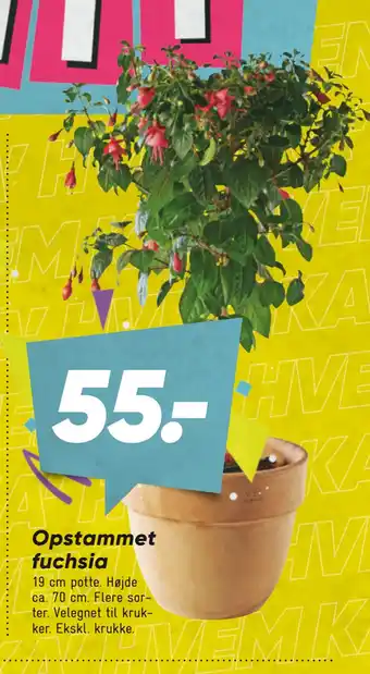 Bilka Opstammet fuchsia tilbud