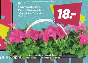 Bilka Sommerblomster tilbud