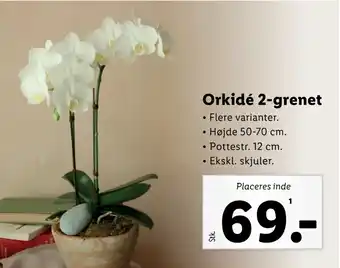 Lidl Orkidé 2-grenet tilbud