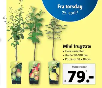 Lidl Mini frugttræ tilbud