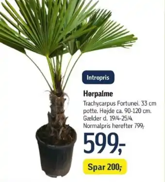 Hørpalme